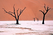 Deadvlei, Nam�bie